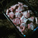 Cooksnap dari Joelendha untuk resep Putri Salju Keju