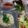 Cooksnap dari Nicky Chan Widjaya untuk resep Singapore Hainanese Chicken Rice ala Home Made