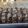 Cooksnap dari Intan Fitria Sari untuk resep Brownies Kukus Chocolatos