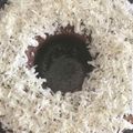 Cooksnap dari Dian Nurmala untuk resep Cappuccino Chiffon Cake #pr_anekachiffon
