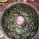 Cooksnap dari Deti Chaynk Kamou untuk resep Bolkus Ubi No Mixer