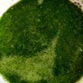 daksha a Vaghela 's cooksnap of when they made લીલી ચટણી (Green chutney recipe in Gujarati).