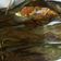 Cooksnap dari sherly tjen untuk resep Brengkes (pepes) ikan nila & kembung