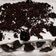 Cooksnap dari Elsy Samosir untuk resep Black Forest roll cake