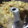 Cooksnap dari eka rahayu untuk resep Macaroni Schotel Kukus by Dhew