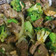 Cooksnap dari W. Banu Widodo untuk resep Brokoli cah daging sapi saus tiram