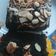 Cooksnap dari Catherine Chaer untuk resep Bolu Oreo mudah