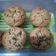 Cooksnap dari 💜Lianawati💜 untuk resep Muffin banana simple dan enak Tintin Rayner
