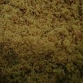 Cooksnap dari Uchi Lusi untuk resep Kelapa Urap