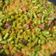 Cooksnap dari Mey's Cila untuk resep Tumis Sambal Buncis Kering