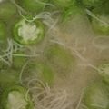 Cooksnap dari Mayang Anjani untuk resep Sayur Bening Oyong