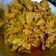  Chef Richa pathak. का कुकस्नैप जब उन्होंने आम का अचार (Aam ka Achar Recipe in Hindi) बनाया था।