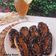 Cooksnap dari Priska Koes untuk resep Pisang Goreng Belah