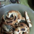 El cooksnap de Rosana Haydee López cuando hizo Medialunas de grasa (saladas).