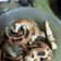 El cooksnap de Rosana Haydee López cuando hizo Medialunas de grasa (saladas).