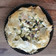 Cooksnap de Lo Reine sur la recette Tarte croustillante aux champignons, courgettes et mozzarella