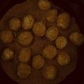 Éva Cooksnap-ja, amikor elkészítette a(z) Útifűmaghéjjas túrógombóc receptet.