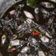 Cooksnap dari Hana Mayka untuk resep Blakutak atau cumi tinta hitam