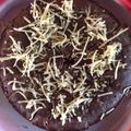 Cooksnap dari wiwin karwelo untuk resep Bolu nutrijel coklat magicom