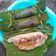 Cooksnap dari poppy untuk resep Nasi bakar ayam suwir kemangi bumbu kuning 🧡