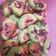 Cooksnap dari Dee Rupiee untuk resep Watermelon Cookies (kuker Semangka), 3 bahan, no mixer #Pr_kueKering