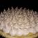 El cooksnap de Marijor Monasterio cuando hizo Lemon pie.