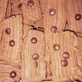 Cooksnap dari Viska.Z untuk resep Semprit Cokelat