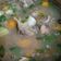 Cooksnap dari Nyonya Fassa untuk resep Sop iga presto ala resto