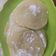 Cooksnap dari Another Taste untuk resep Resep ROTI MARYAM / CANAI