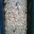 Cooksnap dari Heti Purwandari untuk resep Banana Raisin Bread