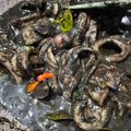 Cooksnap dari Eka Permatasari untuk resep Cumi Masak Hitam Khas Tuban