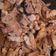 Cooksnap dari Cin Wignjo untuk resep Ayam Jamur Chinese Taste for Topping Mie Ayam