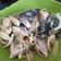 Cooksnap dari Nur Ekayanti untuk resep Ikan Saos Vietnam 🇻🇳 | Braised Fish in Vietnamese Sauce |