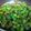 Sushma Sachin Sharma's cooksnap of when they made भेंडीची भाजी (Bhendichi BhajI Recipe In Marathi).