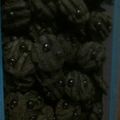 Cooksnap dari henik kuswanti untuk resep Chocolate Chocochips
