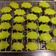 Cooksnap dari Evy sulastri untuk resep Matcha Cookies Super easy