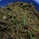 Cooksnap dari Theresia S W untuk resep Mie goreng ala chinese food