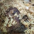 صورة من أم حسنين ، شاركها بعد تجربة وصفة مطبك السمك العراقي البسيط