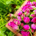 کوک اسنپ رادمهرآوه بعد از امتحان کردن نحوه خشک کردن غنچه گل محمدی🌹🌹.
