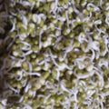 Rekha Vora's cooksnap of when they made ફણગાવેલા મગ (Fungavela moong recipe in Gujarati).