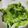 mimi療癒廚房 的 蒜炒青江菜 cooksnap