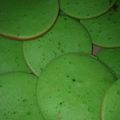 Cooksnap dari Nabila Alya R untuk resep Bolu Pandan Lembut (Panggang Cetakan Kue Lumpur)