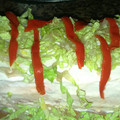 El cooksnap de Lucía Orta cuando hizo Pastel salado frío de pan y atún.