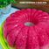 Cooksnap dari Ilmira Cooking untuk resep Puding Lumut Merah Putih