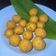 Cooksnap dari shellen frawinda untuk resep Sala Lauak