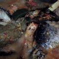 Cooksnap dari Nancy Kinanti untuk resep Arsik Ikan Mas