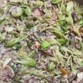 Cooksnap dari Bundadari ✅ untuk resep Tumis Kembang Turi Kecombrng Pedas Mantap