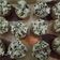 Cooksnap dari arie dewi untuk resep Bolkus ketawa oreo