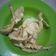 Cooksnap dari Nurur Rohmawati untuk resep Jamur Tiram Crispy