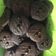 Cooksnap dari Elvira Yuaningtias untuk resep Choco Cookies Simple